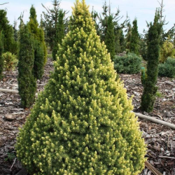 Eglė baltoji (Picea glauca) 'Rainbow's End'