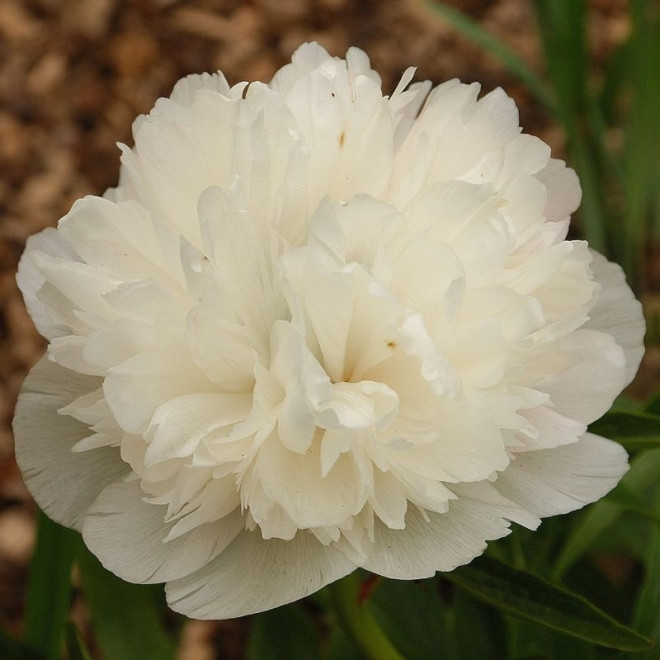 Bijūnas vaistinis (Paeonia officinalis) 'Alba Plena'