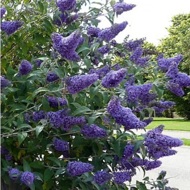 Budlėja davido (Buddleja davidii) 'Nanho Blue'