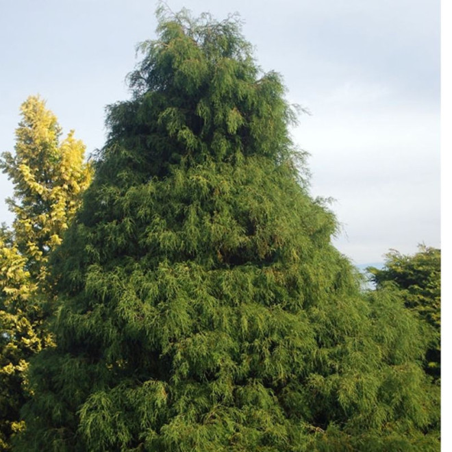 Puskiparisis žirniavaisis (Chamaecyparis pisifera) 'Filifera'