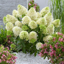Hortenzija šluotelinė (Hydrangea paniculata) 'Skyfall' žemaūgė pilno žiedo