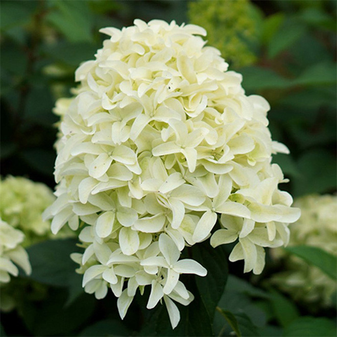 Hortenzija šluotelinė (Hydrangea paniculata) 'Skyfall' žiedas parausvėja nedidelis medelis