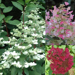Hortenzija šluotelinė (Hydrangea paniculata) 'Wim's Red' retas rausvėjantis žiedas