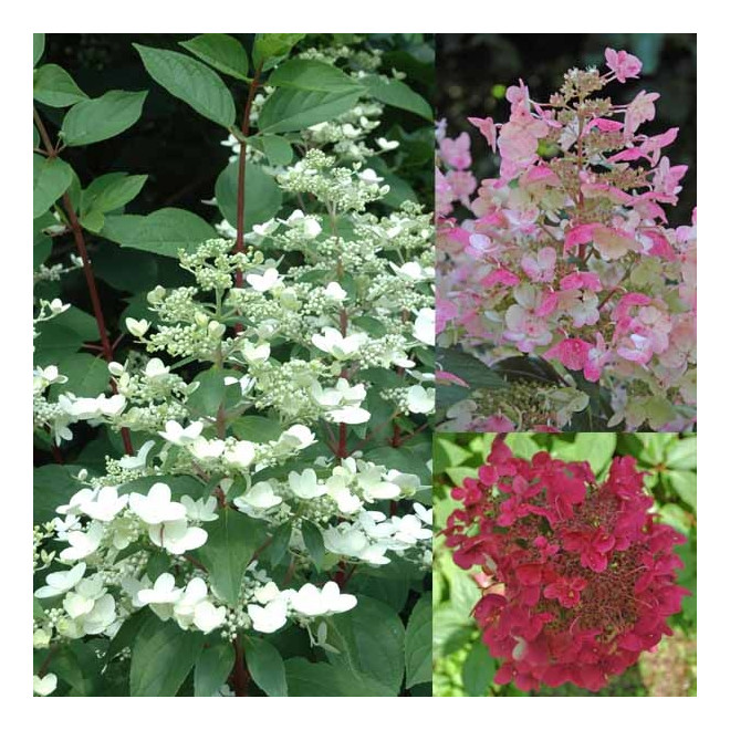 Hortenzija šluotelinė (Hydrangea paniculata) 'Wim's Red' retas rausvėjantis žiedas