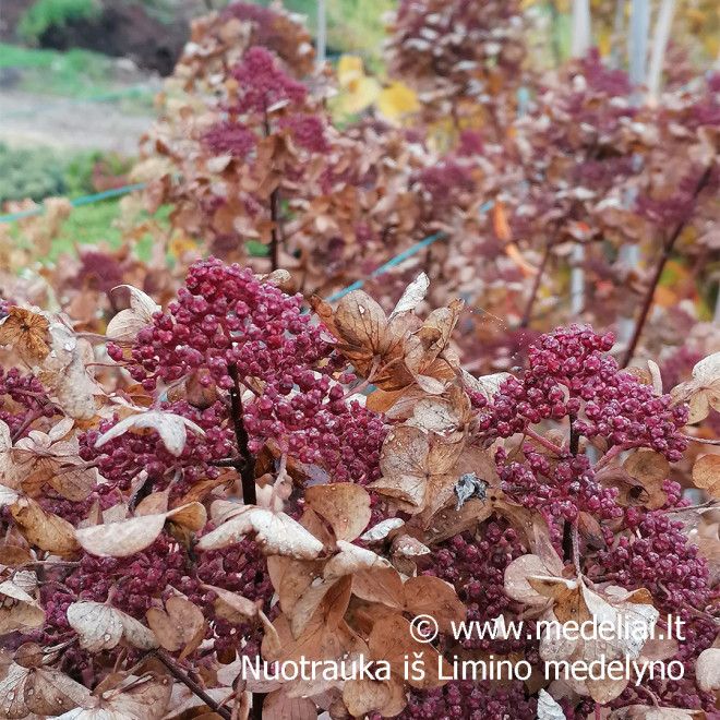 Hortenzija šluotelinė (Hydrangea paniculata) 'Wim's Red' retas rausvėjantis žiedas
