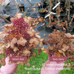 Hortenzija šluotelinė (Hydrangea paniculata) 'Wim's Red' retas rausvėjantis žiedas