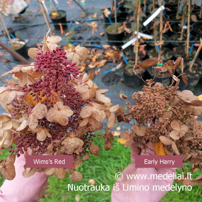 Hortenzija šluotelinė (Hydrangea paniculata) 'Wim's Red' retas rausvėjantis žiedas