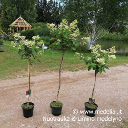 Hortenzija šluotelinė (Hydrangea paniculata) 'Wim's Red' retas rausvėjantis žiedas medelis ant koto