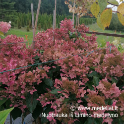Hortenzija šluotelinė (Hydrangea paniculata) 'Wim's Red' retas rausvėjantis žiedas