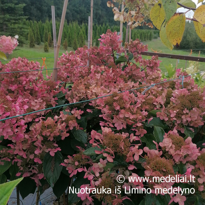 Hortenzija šluotelinė (Hydrangea paniculata) 'Wim's Red' retas rausvėjantis žiedas