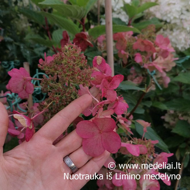 Hortenzija šluotelinė (Hydrangea paniculata) 'Wim's Red' retas rausvėjantis žiedas