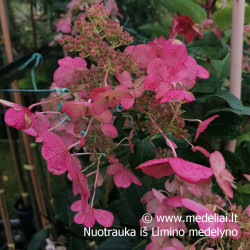 Hortenzija šluotelinė (Hydrangea paniculata) 'Wim's Red' retas rausvėjantis žiedas