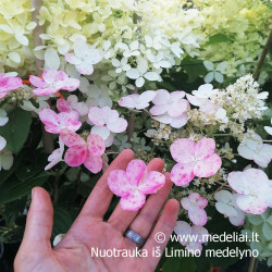 Hortenzija šluotelinė (Hydrangea paniculata) 'Wim's Red' retas rausvėjantis žiedas
