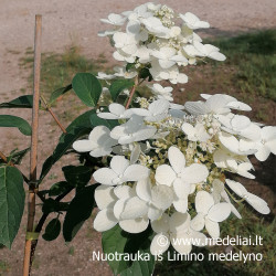 Hortenzija šluotelinė (Hydrangea paniculata) 'Wim's Red' retas rausvėjantis žiedas