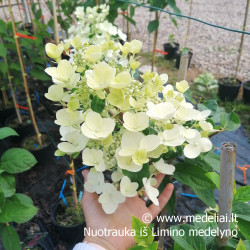 Hortenzija šluotelinė (Hydrangea paniculata) 'Wim's Red' retas rausvėjantis žiedas