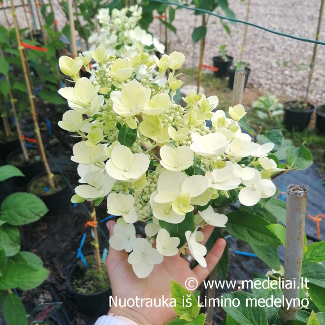 Hortenzija šluotelinė (Hydrangea paniculata) 'Wim's Red' retas rausvėjantis žiedas