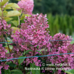 Hortenzija šluotelinė (Hydrangea paniculata) 'Wim's Red' retas rausvėjantis žiedas