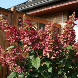 Hortenzija šluotelinė (Hydrangea paniculata) 'Wim's Red' retas rausvėjantis žiedas