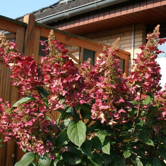 Hortenzija šluotelinė (Hydrangea paniculata) 'Wim's Red' retas rausvėjantis žiedas