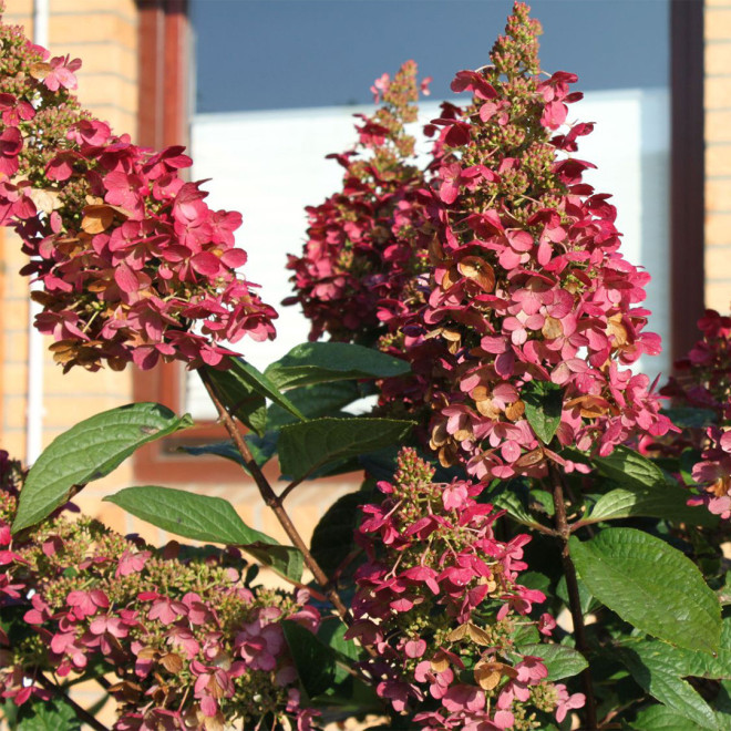 Hortenzija šluotelinė (Hydrangea paniculata) 'Wim's Red' retas rausvėjantis žiedas