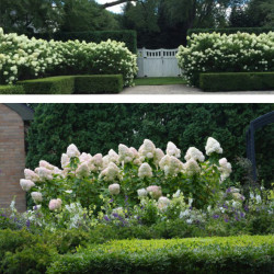 Hortenzija šluotelinė (Hydrangea paniculata) 'Limelight' dideli balti žiedai tvirtos šakos hortenziju gyvatvore