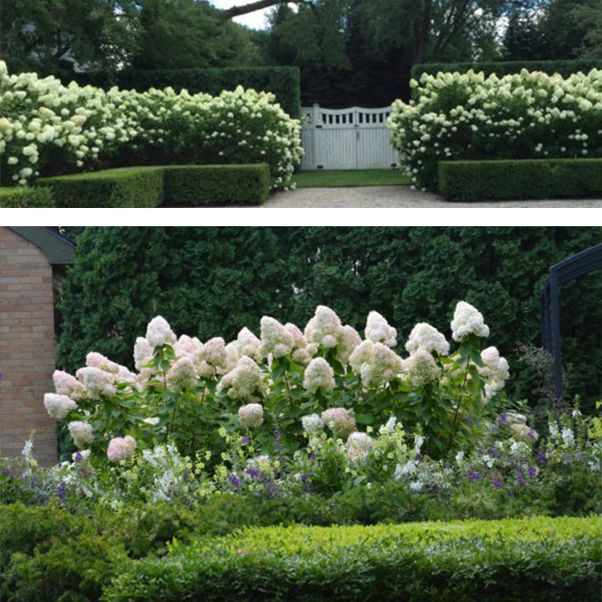 Hortenzija šluotelinė (Hydrangea paniculata) 'Limelight' dideli balti žiedai tvirtos šakos hortenziju gyvatvore
