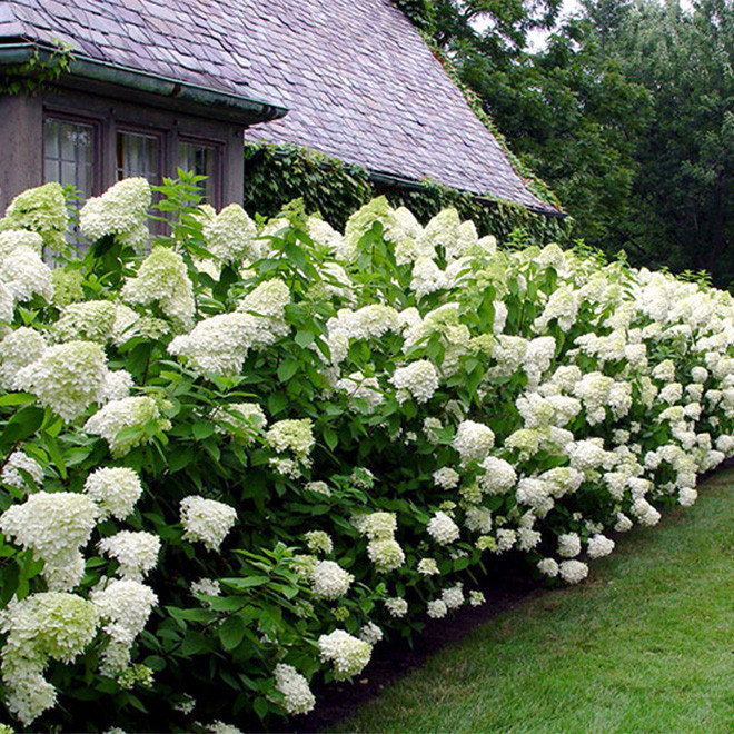 Hortenzija šluotelinė (Hydrangea paniculata) 'Limelight' dideli balti žiedai tvirtos šakos hortenziju gyvatvore