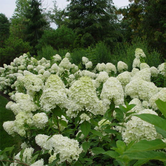 Hortenzija šluotelinė (Hydrangea paniculata) 'Limelight' dideli balti žiedai tvirtos šakos hortenziju gyvatvore