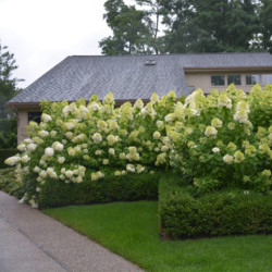 Hortenzija šluotelinė (Hydrangea paniculata) 'Limelight' dideli balti žiedai tvirtos šakos hortenziju gyvatvore