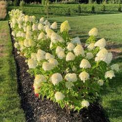 Hortenzija šluotelinė (Hydrangea paniculata) 'Limelight' dideli balti žiedai tvirtos šakos hortenziju gyvatvore