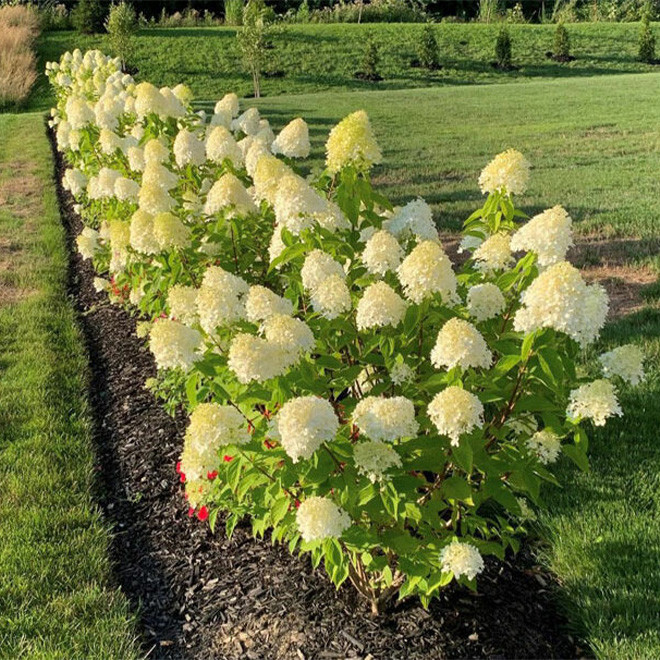 Hortenzija šluotelinė (Hydrangea paniculata) 'Limelight' dideli balti žiedai tvirtos šakos hortenziju gyvatvore
