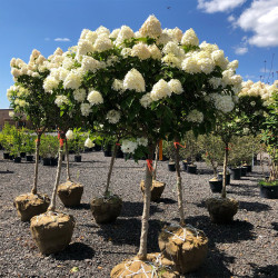 Hortenzija šluotelinė (Hydrangea paniculata) 'Limelight' dideli balti žiedai tvirtos šakos medelis ant koto