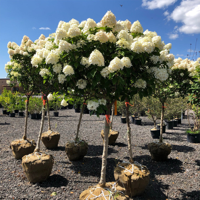 Hortenzija šluotelinė (Hydrangea paniculata) 'Limelight' dideli balti žiedai tvirtos šakos hortenziju gyvatvore