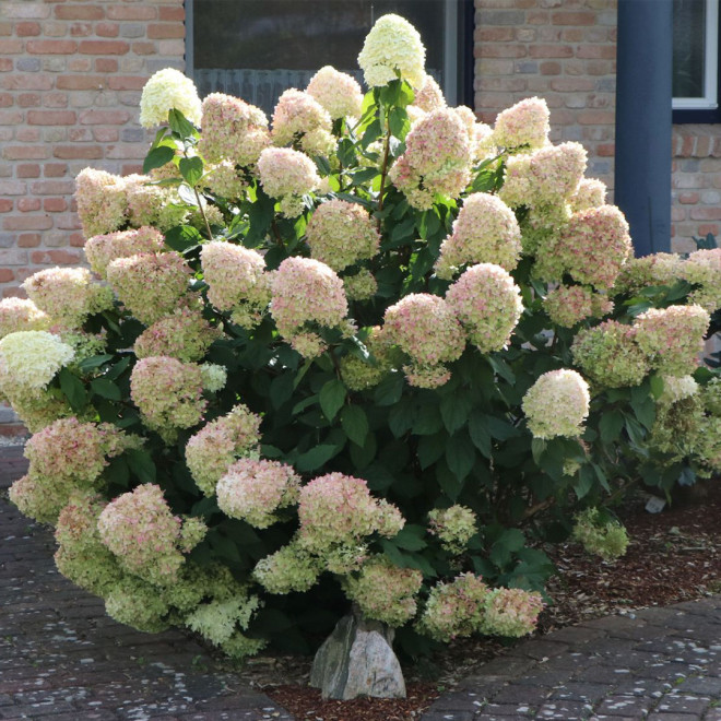 Hortenzija šluotelinė (Hydrangea paniculata) 'Limelight' dideli balti žiedai tvirtos šakos hortenziju gyvatvore