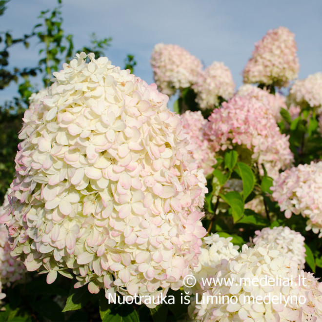 Hortenzija šluotelinė (Hydrangea paniculata) 'Limelight' dideli balti žiedai tvirtos šakos hortenziju gyvatvore