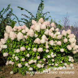 Hortenzija šluotelinė (Hydrangea paniculata) 'Limelight' dideli balti žiedai tvirtos šakos hortenziju gyvatvore