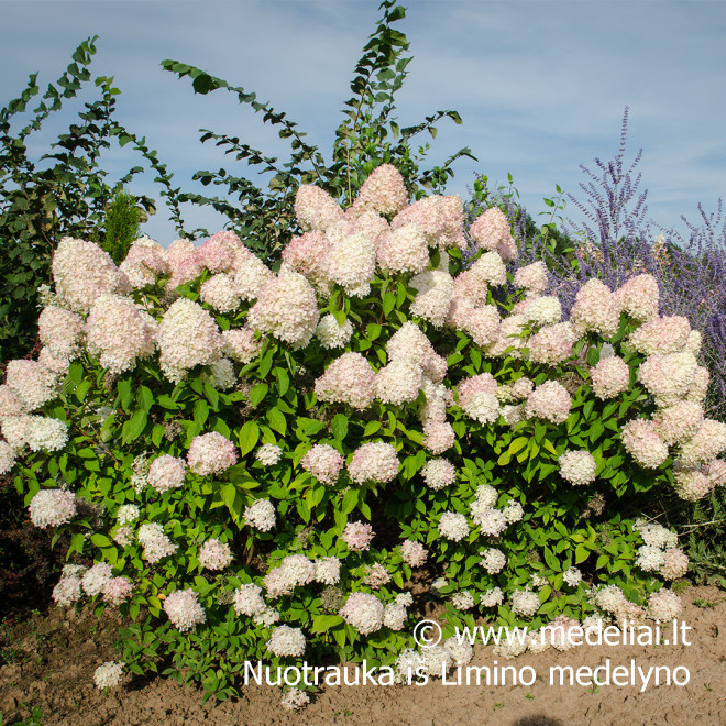 Hortenzija šluotelinė (Hydrangea paniculata) 'Limelight' dideli balti žiedai tvirtos šakos hortenziju gyvatvore
