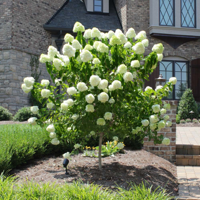 Hortenzija šluotelinė (Hydrangea paniculata) 'Limelight' dideli balti žiedai tvirtos šakos hortenziju gyvatvore