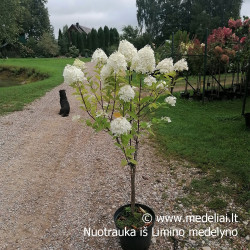Hortenzija šluotelinė (Hydrangea paniculata) 'Limelight' dideli balti žiedai tvirtos šakos medelis ant koto