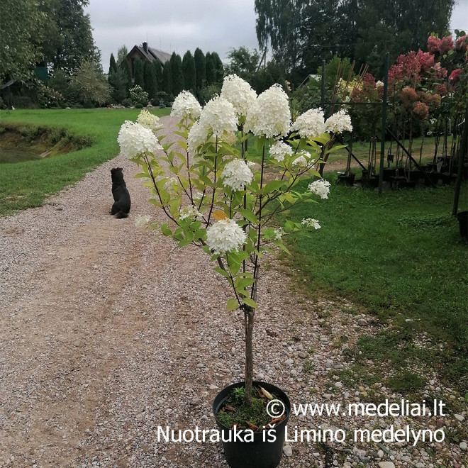 Hortenzija šluotelinė (Hydrangea paniculata) 'Limelight' dideli balti žiedai tvirtos šakos hortenziju gyvatvore