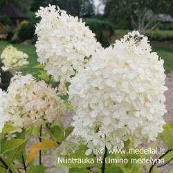 Hortenzija šluotelinė (Hydrangea paniculata) 'Limelight' dideli balti žiedai tvirtos šakos medelis ant koto