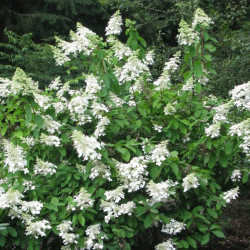 Hortenzija šluotelinė (Hydrangea paniculata) 'Levana' baltas labai ilgas žiedas