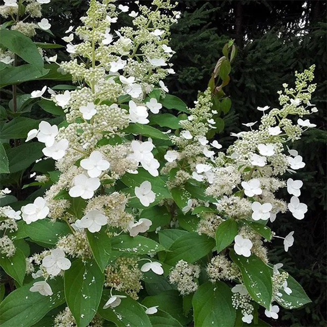 Hortenzija šluotelinė (Hydrangea paniculata) 'Levana' baltas labai ilgas žiedas