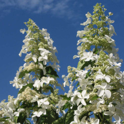 Hortenzija šluotelinė (Hydrangea paniculata) 'Levana' baltas labai ilgas žiedas