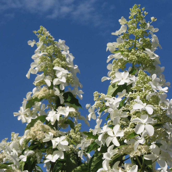 Hortenzija šluotelinė (Hydrangea paniculata) 'Levana' baltas labai ilgas žiedas
