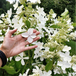 Hortenzija šluotelinė (Hydrangea paniculata) 'Levana' baltas labai ilgas žiedas