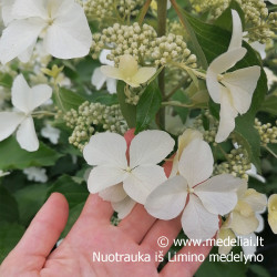 Hortenzija šluotelinė (Hydrangea paniculata) 'Levana' baltas labai ilgas žiedas