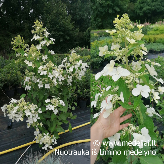 Hortenzija šluotelinė (Hydrangea paniculata) 'Levana' baltas labai ilgas žiedas
