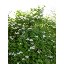 Putinas paprastasis (Viburnum opulus)
