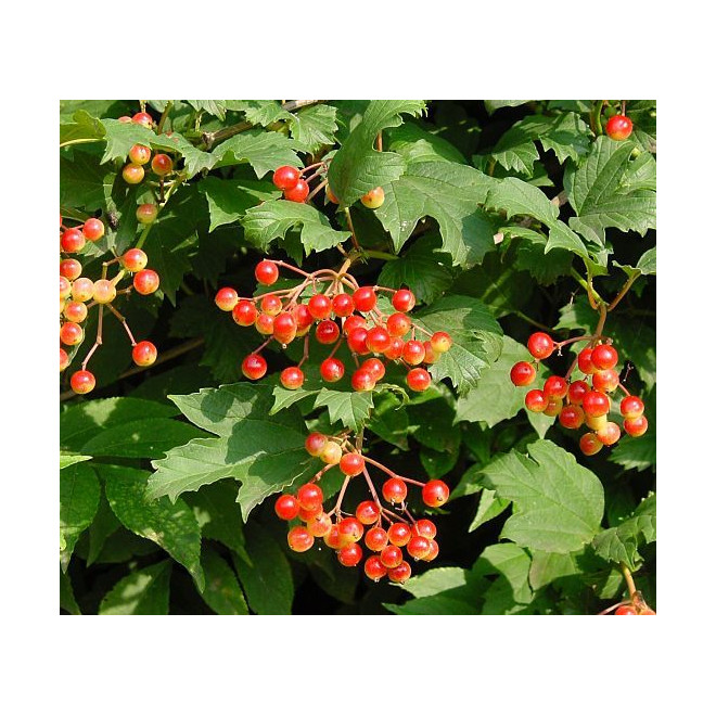 Putinas paprastasis (Viburnum opulus)